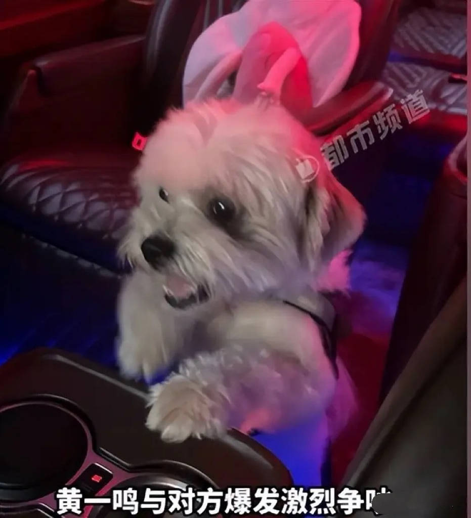 网红宠物纠纷事件相关图片